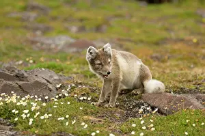 Alopex: Norway, Svalbard Archipelago, Spitsbergen
