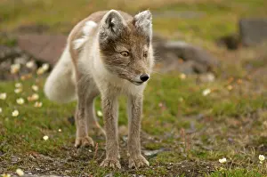 Alopex: Norway, Svalbard Archipelago, Spitsbergen