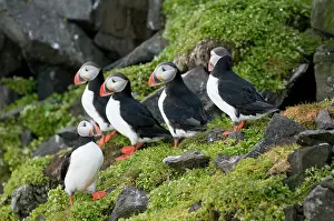 Feathered: Norway, Svalbard Archipelago, Spitsbergen