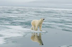 Nanook: Norway, Svalbard Archipelago, Spitsbergen