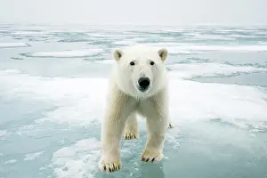 Nanook: Norway, Svalbard Archipelago, Spitsbergen