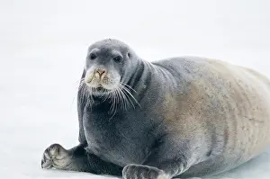 Barbatus: Norway, Svalbard Archipelago, Spitsbergen