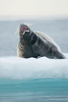 Barking: Norway, Svalbard Archipelago, Spitsbergen