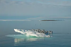 Feathered: Norway, Svalbard Archipelago, Spitsbergen