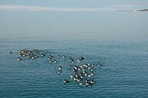 Feathered: Norway, Svalbard Archipelago, Spitsbergen