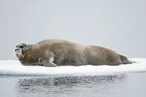 Kazlowski: Norway, Svalbard Archipelago, Spitsbergen