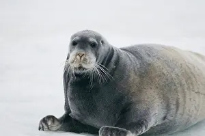 Kazlowski: Norway, Svalbard Archipelago, Spitsbergen