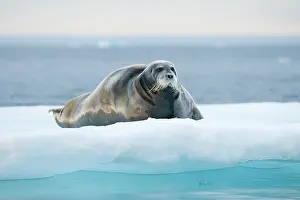 Kazlowski: Norway, Svalbard Archipelago, Spitsbergen