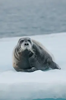 Kazlowski: Norway, Svalbard Archipelago, Spitsbergen