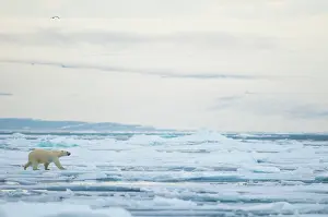 Kazlowski: Norway, Svalbard Archipelago, Spitsbergen