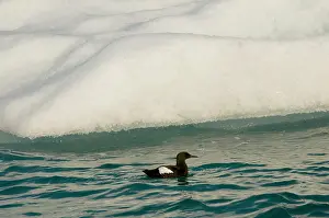 Columba: Norway, Svalbard Archipelago, Spitsbergen