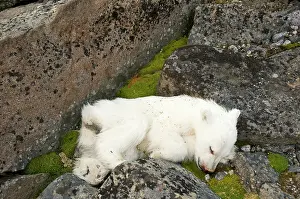 Kazlowski: Norway, Svalbard Archipelago, Spitsbergen