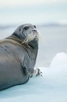 Kazlowski: Norway, Svalbard Archipelago, Spitsbergen