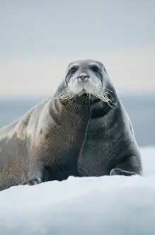 Kazlowski: Norway, Svalbard Archipelago, Spitsbergen