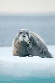 Kazlowski: Norway, Svalbard Archipelago, Spitsbergen