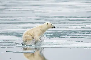 Kazlowski: Norway, Svalbard Archipelago, Spitsbergen