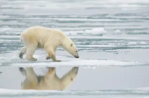 Kazlowski: Norway, Svalbard Archipelago, Spitsbergen
