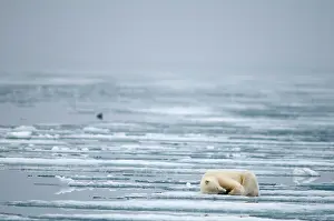 Kazlowski: Norway, Svalbard Archipelago, Spitsbergen