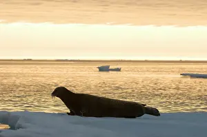 Kazlowski: Norway, Svalbard Archipelago, Spitsbergen