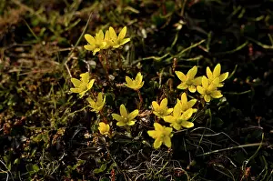 Kazlowski: Norway, Svalbard Archipelago, Spitsbergen