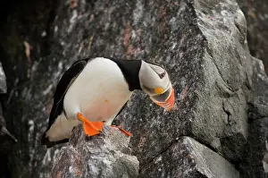 Feathered: Norway, Svalbard Archipelago, Spitsbergen