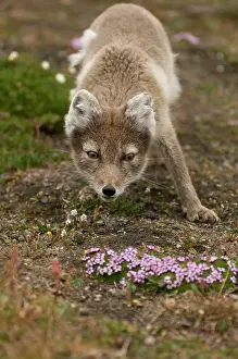 Kazlowski: Norway, Svalbard Archipelago, Spitsbergen