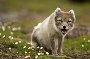 Kazlowski: Norway, Svalbard Archipelago, Spitsbergen