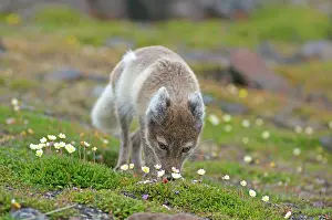 Kazlowski: Norway, Svalbard Archipelago, Spitsbergen