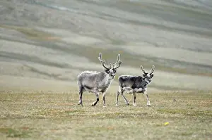 Platyrhynchus: Norway, Svalbard Archipelago, Spitsbergen
