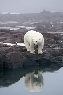 Kazlowski: Norway, Svalbard Archipelago, Spitsbergen