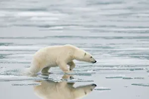 Kazlowski: Norway, Svalbard Archipelago, Spitsbergen