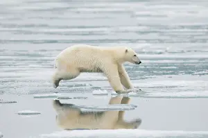 Kazlowski: Norway, Svalbard Archipelago, Spitsbergen