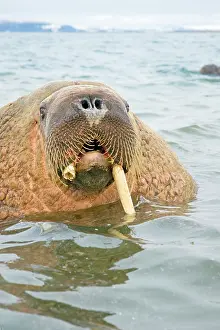 Odobenus: Norway, Svalbard Archipelago, Spitsbergen
