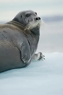 Kazlowski: Norway, Svalbard Archipelago, Spitsbergen