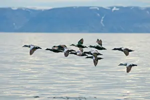 Feathered: Norway, Svalbard Archipelago, Spitsbergen