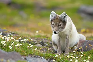 Kazlowski: Norway, Svalbard Archipelago, Spitsbergen