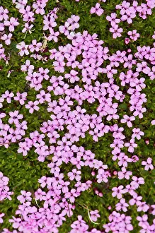 Campion: Norway, Svalbard Archipelago, Spitsbergen
