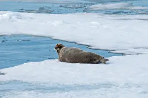 Kazlowski: Norway, Svalbard Archipelago, Spitsbergen
