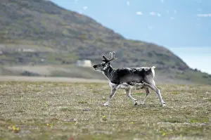 Platyrhynchus: Norway, Svalbard Archipelago, Spitsbergen