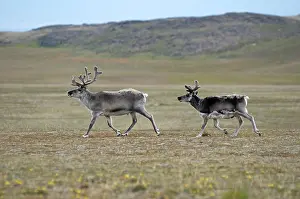 Platyrhynchus: Norway, Svalbard Archipelago, Spitsbergen