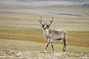 Platyrhynchus: Norway, Svalbard Archipelago, Spitsbergen