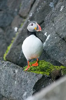 Feathered: Norway, Svalbard Archipelago, Spitsbergen