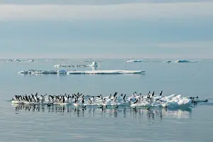 Feathered: Norway, Svalbard Archipelago, Spitsbergen