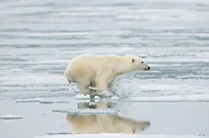Kazlowski: Norway, Svalbard Archipelago, Spitsbergen