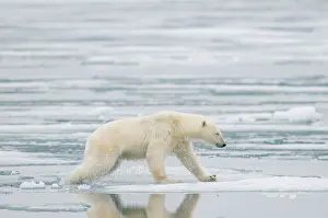 Kazlowski: Norway, Svalbard Archipelago, Spitsbergen