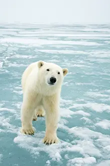 Kazlowski: Norway, Svalbard Archipelago, Spitsbergen