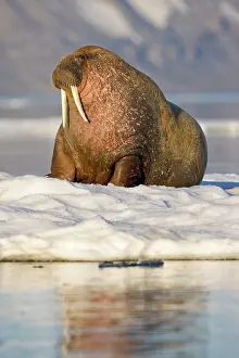 Ivory: Norway, Svalbard, Barents Island, Walrus