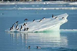 Alkefjellet: Norway, Svalbard, Brunnich's Guillemot (Uria