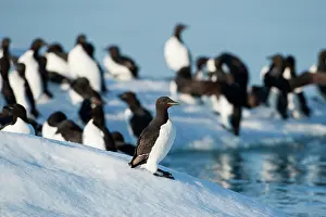 Alkefjellet: Norway, Svalbard, Brunnich's Guillemot (Uria
