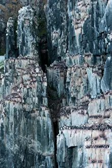 Alkefjellet: Norway, Svalbard, Brunnich's Guillemot (Uria